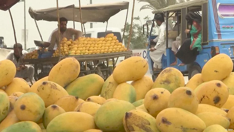 پاکستانی آم اب بھارتی درختوں پر اگیں گے