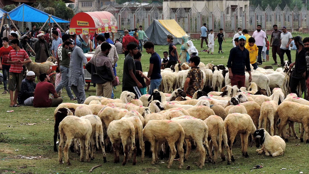 پاکستان میں ’کانگو وائرس‘ ملنے سے تشویش کا ماحول، عید الاضحیٰ سے قبل حکومت نے کیا الرٹ