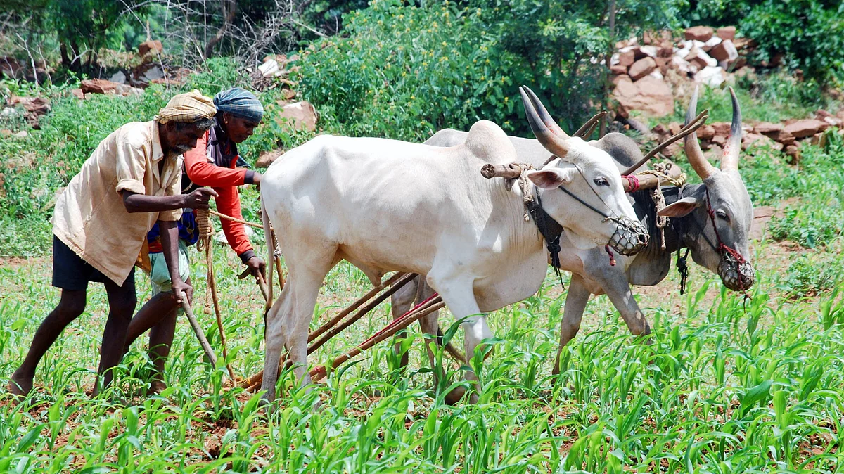 آفات اور فصل کی بربادی کے بعد گھوٹالوں کا سیلاب... ہرجندر