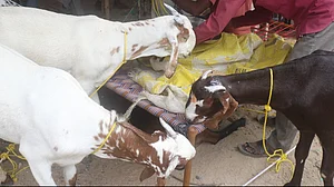 عید قرباں پر ذبیحہ کی سوشل میڈیا پر ویڈیو وائرل نہ کریں: پولیس کمشنر کی اپیل