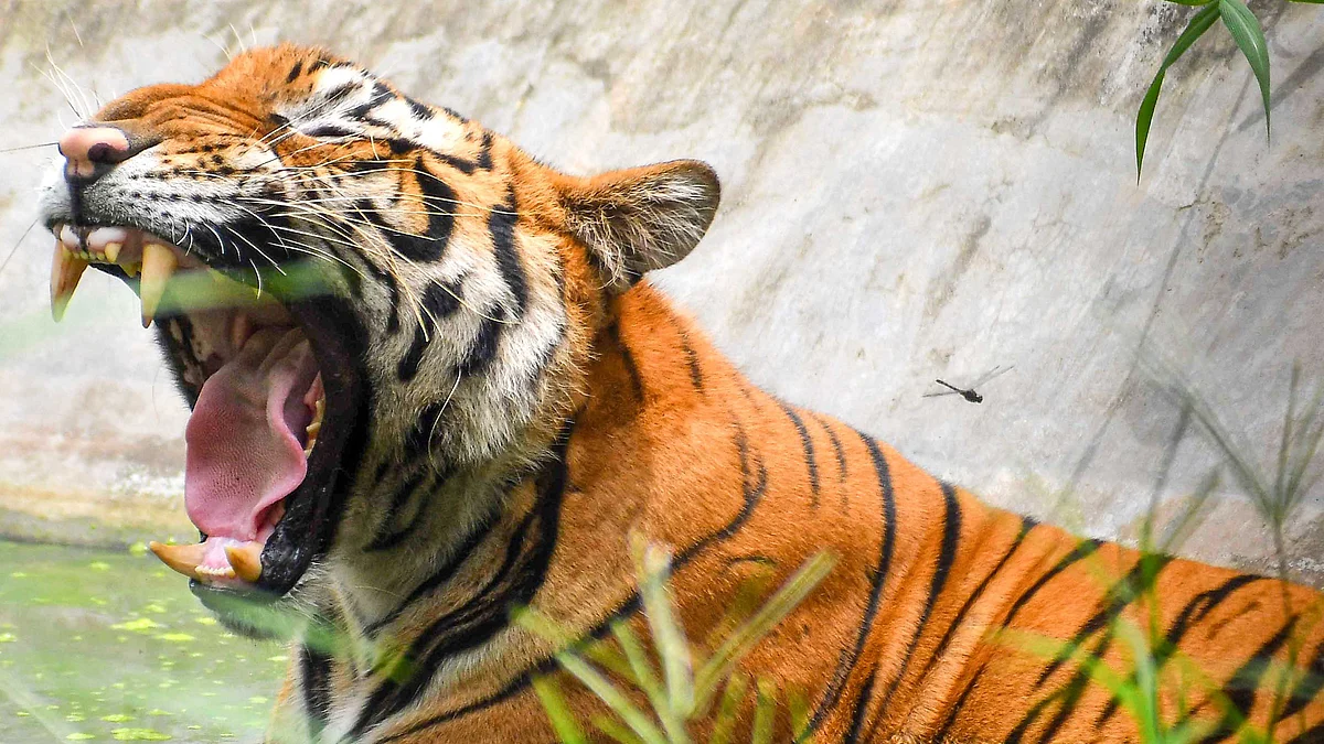 <div class="paragraphs"><p>فائل تصویر آئی اے این ایس</p></div>