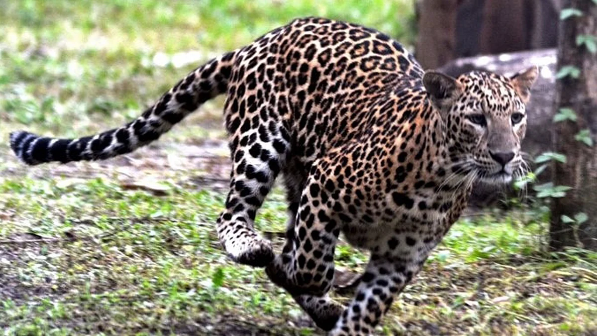 <div class="paragraphs"><p>تصویر (فائل) آئی اے این ایس</p></div>