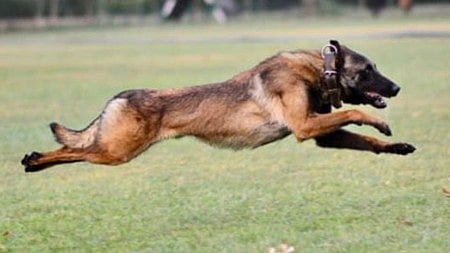 اکھنور مقابلے میں ہندوستانی فوج کے بہادر کتے 'فینٹم' کی موت، ایک دہشت گرد بھی مارا گیا