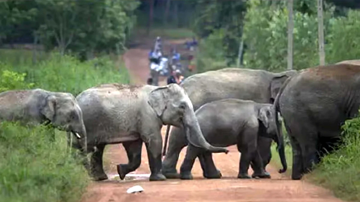 <div class="paragraphs"><p>سوشل میڈیا</p></div>