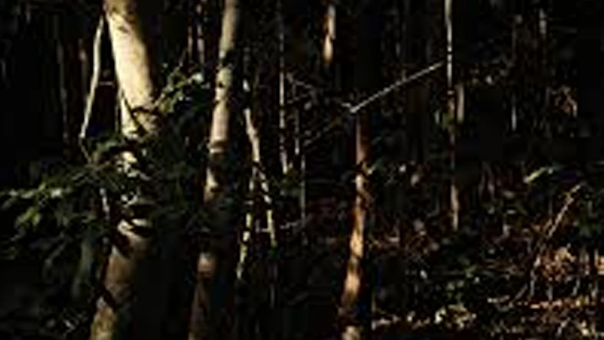 <div class="paragraphs"><p>تصویر سوشل میڈیا</p></div>