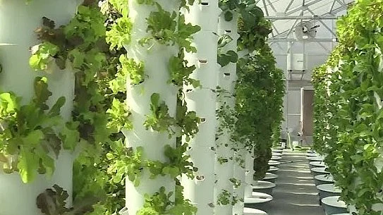 <div class="paragraphs"><p>ایروپونک فارمنگ، تصویر سوشل میڈیا</p></div>