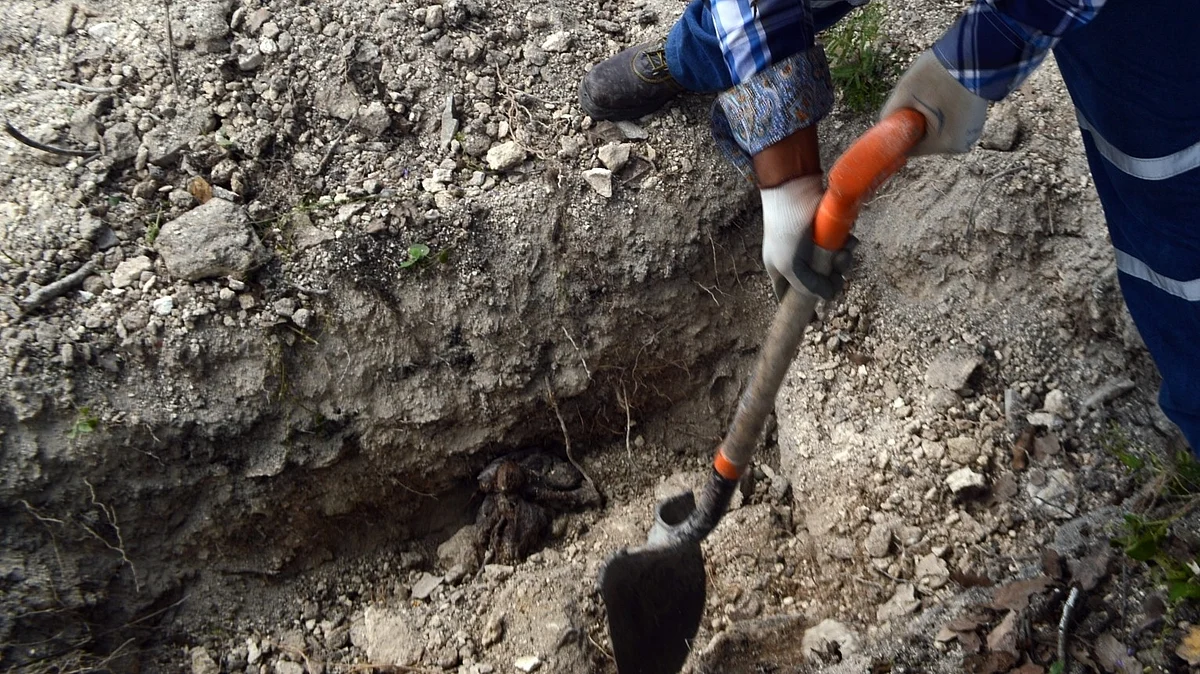 <div class="paragraphs"><p>فائل علامتی تصویر آئی اے این ایس</p></div>