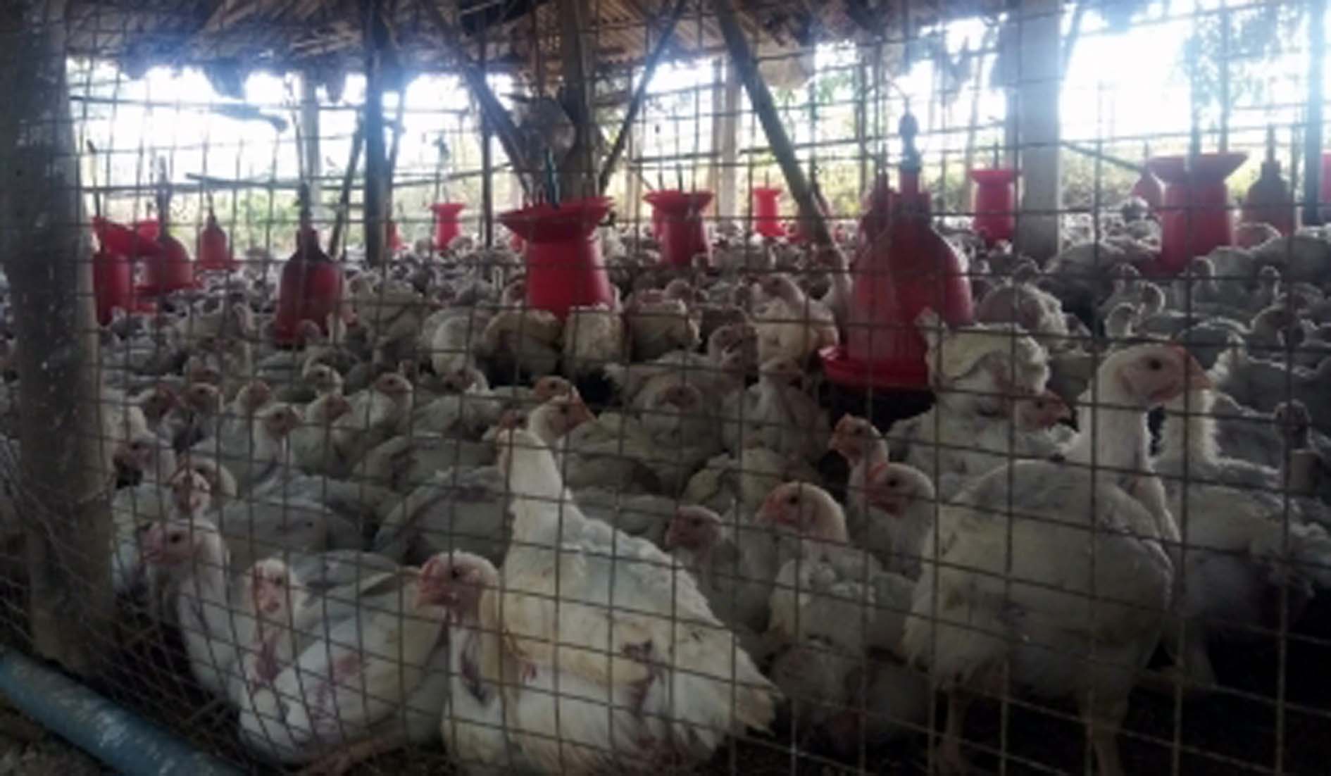 <div class="paragraphs"><p>برڈ فلو / آئی اے این ایس</p></div>