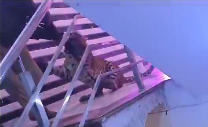 لکھنؤ: شادی میں تیندوے کا ہنگامہ، سڑکوں پر بھاگے لوگ، خوف و دہشت کے سائے میں گزرے 8 گھنٹے