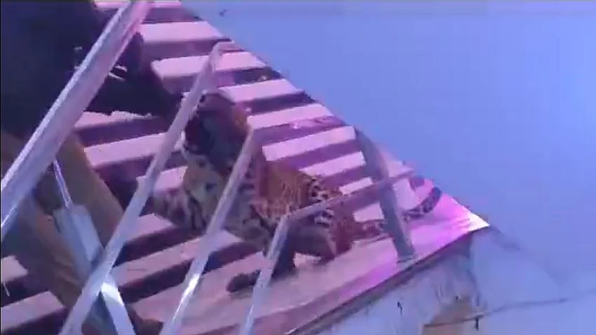 <div class="paragraphs"><p>محکمہ جنگلات کے اہلکار کے ہاتھ سے رائفل چھینتا تیندوا، ویڈیو گریب</p></div>