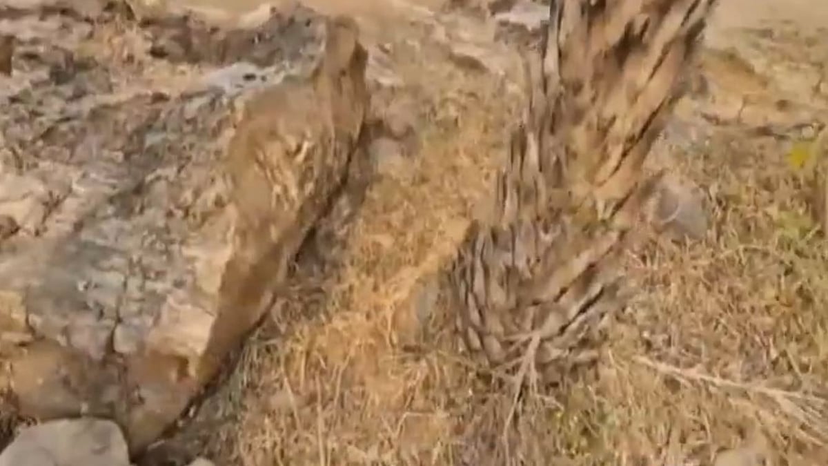 ماہرین ارضیات نے جھارکھنڈ میں دریافت کیا 14 کروڑ سال قدیم ’درخت‘