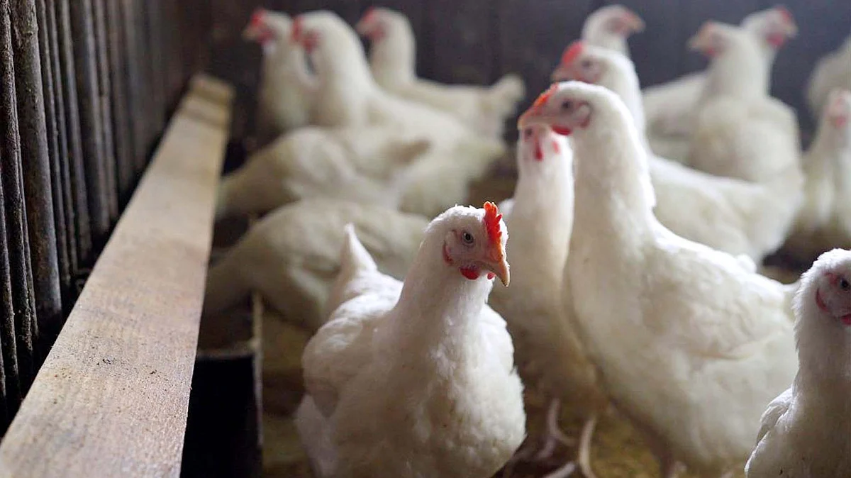 <div class="paragraphs"><p>برڈ فلو کا خطرہ / آئی اے این ایس</p></div>