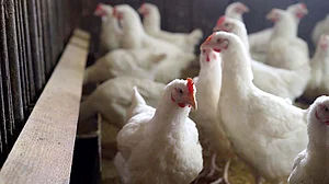 کرناٹک میں برڈ فلو کی روک تھام کے اقدامات، فارمز میں مرغیوں کو مارنے کا حکم