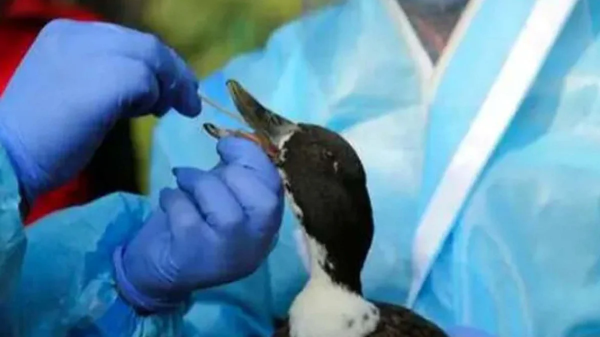 <div class="paragraphs"><p>برڈ فلو / علامتی تصویر / آئی اے این ایس</p></div>