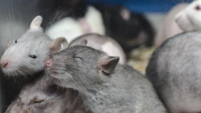 <div class="paragraphs"><p>علامتی تصویر سوشل میڈیا</p></div>