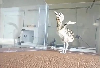 مصنوعی ذہانت سے پیدا ہوا پرندہ! ہندوستان بنا اے آئی سے گوڈاون کا بچہ پیدا کرنے والا دنیا کا پہلا ملک