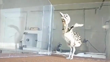 <div class="paragraphs"><p>گوڈاون پرندہ، ویڈیو گریب</p></div>