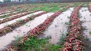 مہاراشٹر: ’پیاز کی تباہ شدہ فصل پر مناسب معاوضہ دیا جائے‘، وزیر اعلیٰ کو بھیجے گئے خط میں کسانوں کا مطالبہ