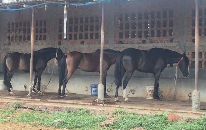 حیدر آباد سے جبل پور لائے گئے گھوڑوں کی ایک ایک کر کیوں ہو رہی موت؟ 12 گھوڑوں کی ہلاکت کے بعد جانچ کا حکم