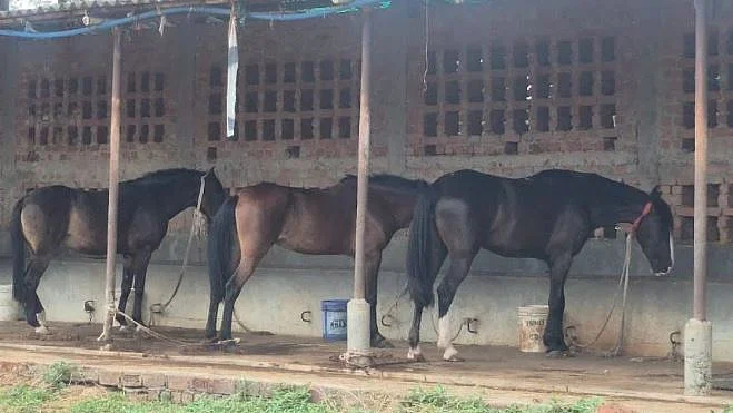 <div class="paragraphs"><p>گھوڑے، تصویر سوشل میڈیا</p></div>