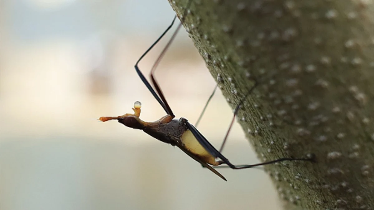 <div class="paragraphs"><p>علامتی تصویر ’انسٹاگرام‘</p></div>