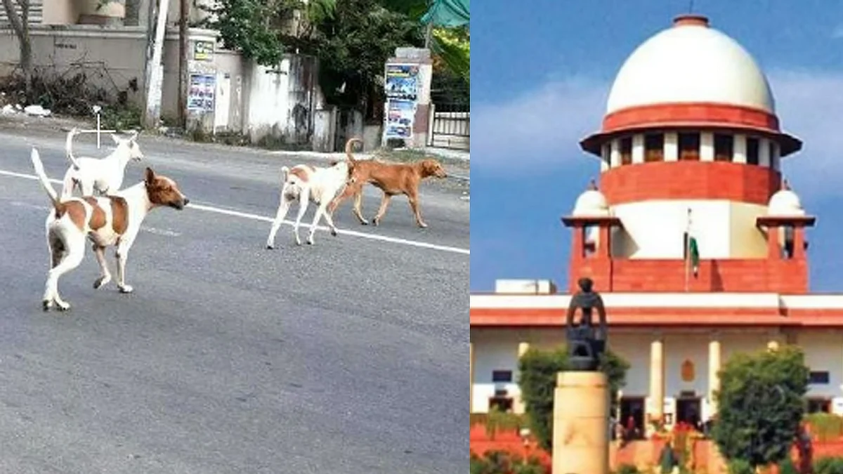 <div class="paragraphs"><p>کتوں کے کاٹنے کے بڑھتے معاملے پر سپریم کورٹ نے ازخود نوٹس لیا (فائل تصویر)</p></div>