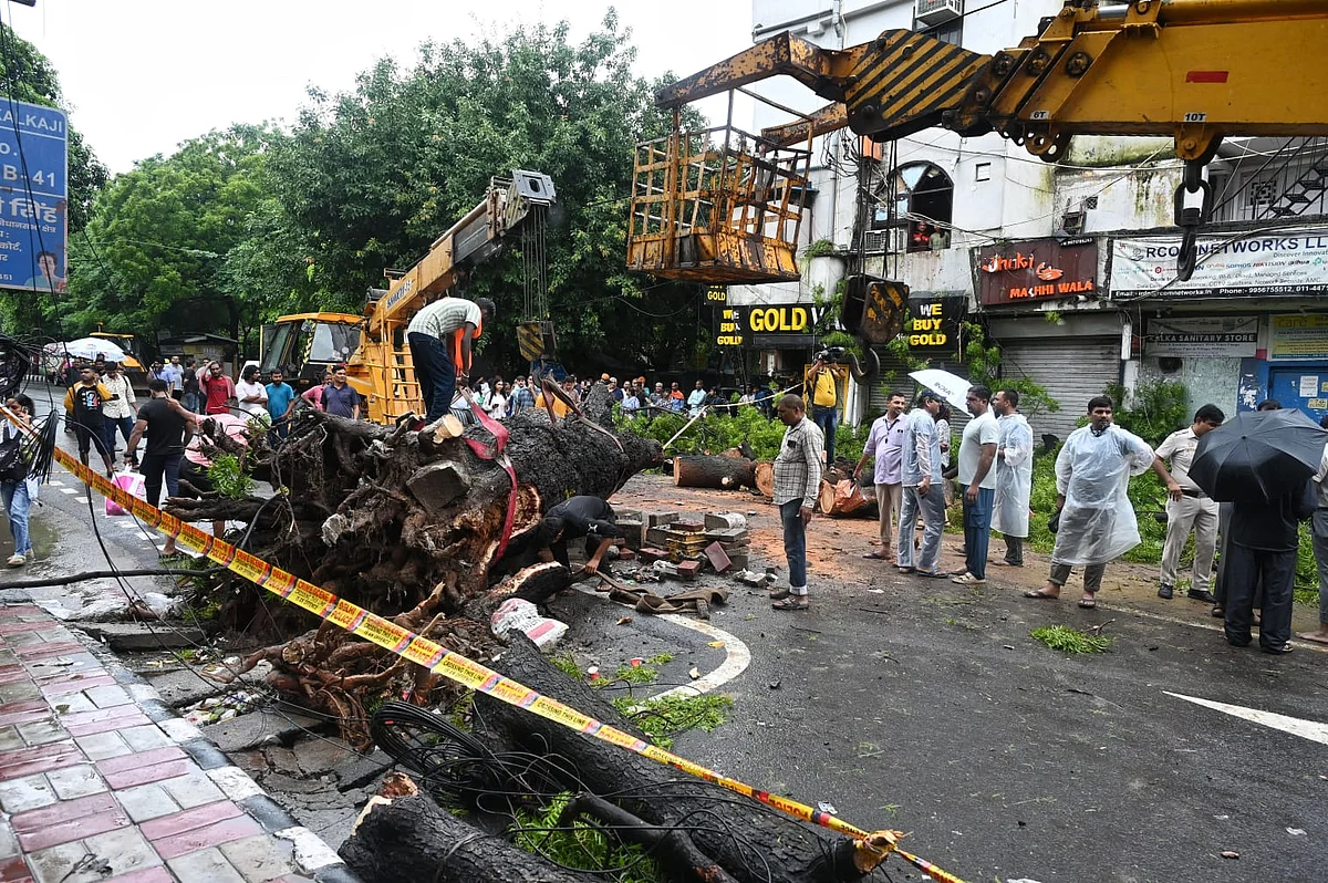 جب زندگی بخش درخت ہی قاتل بن جائیں... پنکج چترویدی