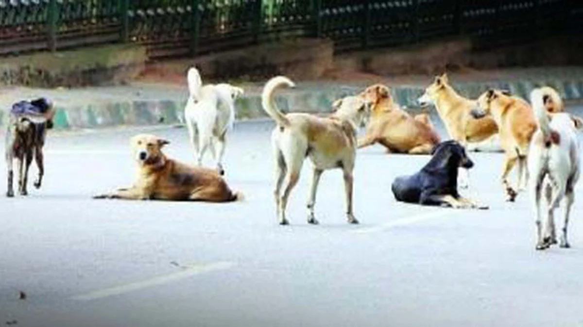 <div class="paragraphs"><p>آوارہ کتے / تصویر آئی اے این ایس</p></div>