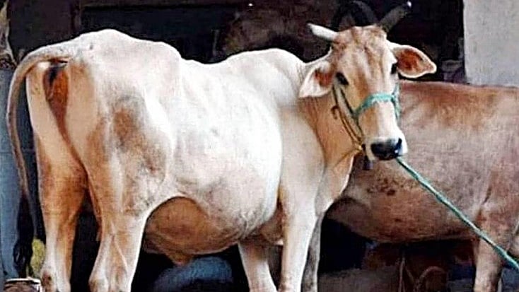 <div class="paragraphs"><p>فائل علامتی تصویر آئی اے این ایس</p></div>