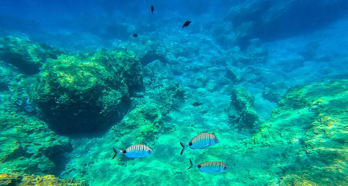 سمندروں میں زندگی کے تحفظ کا معاہدہ