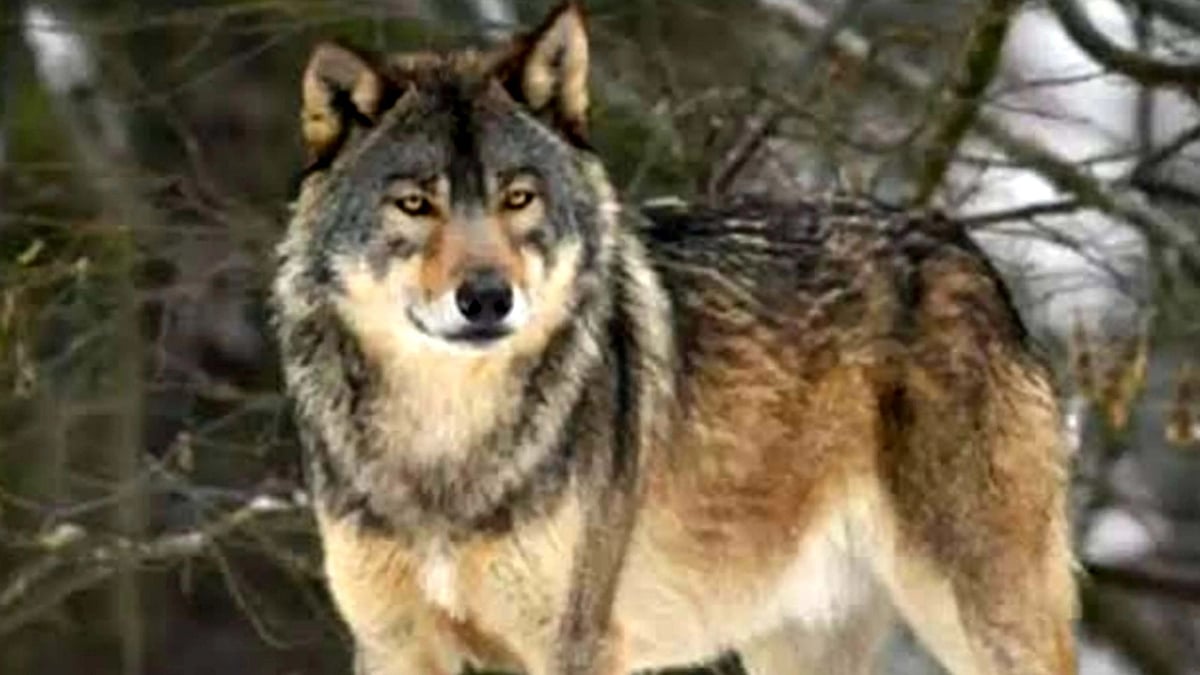 بہرائچ میں مارا گیا آدم خور بھیڑیا، ایک ماہ سے علاقے میں تھی دہشت، 4 بچوں کی لے چکا تھا جان