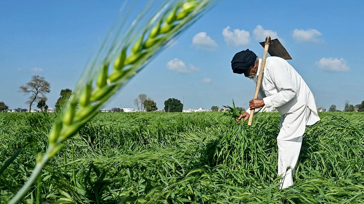 پنجاب کے کسانوں کی روداد: گیلا دھان، امیدیں معدوم، منڈیوں میں نہ جگہ نہ قیمت!