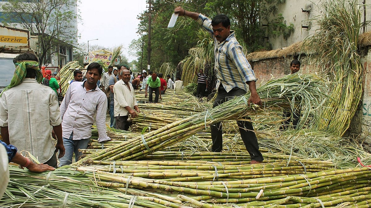 یوپی میں گنے کی امدادی قیمت میں 30 روپے فی کوئنٹل کا اضافہ