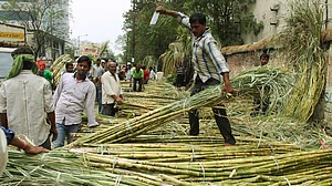 یوپی میں گنے کی امدادی قیمت میں 30 روپے فی کوئنٹل کا اضافہ