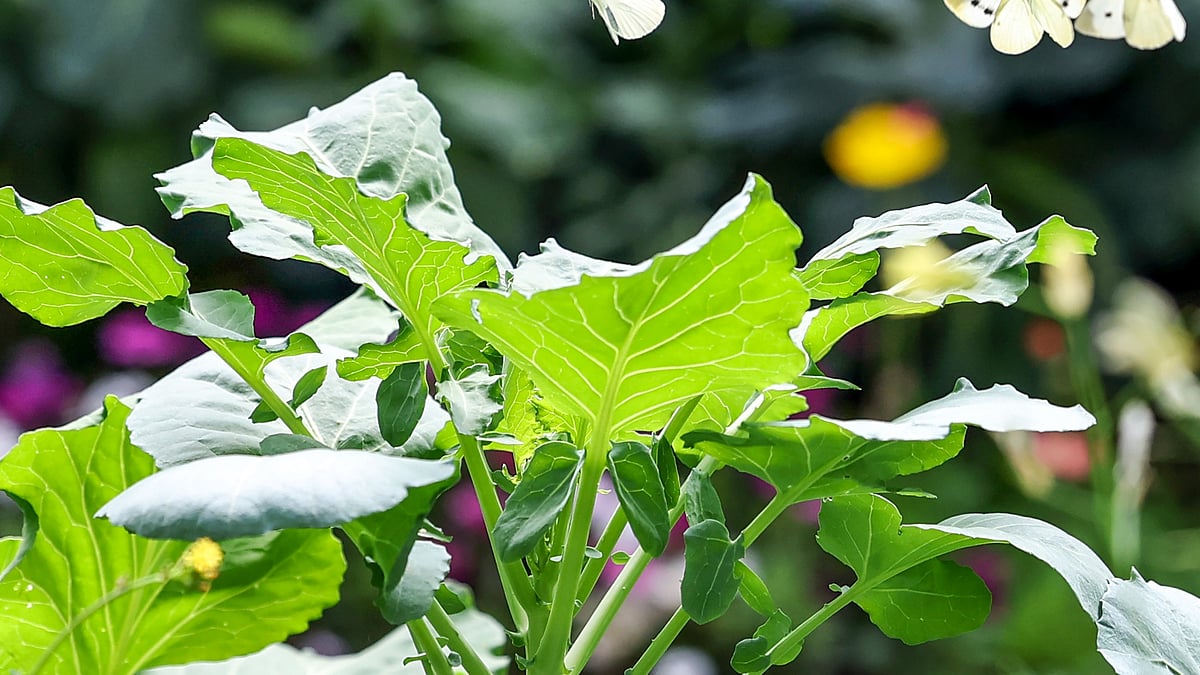 تلنگانہ: سانپ کے ڈسنے کے واقعات میں اضافہ