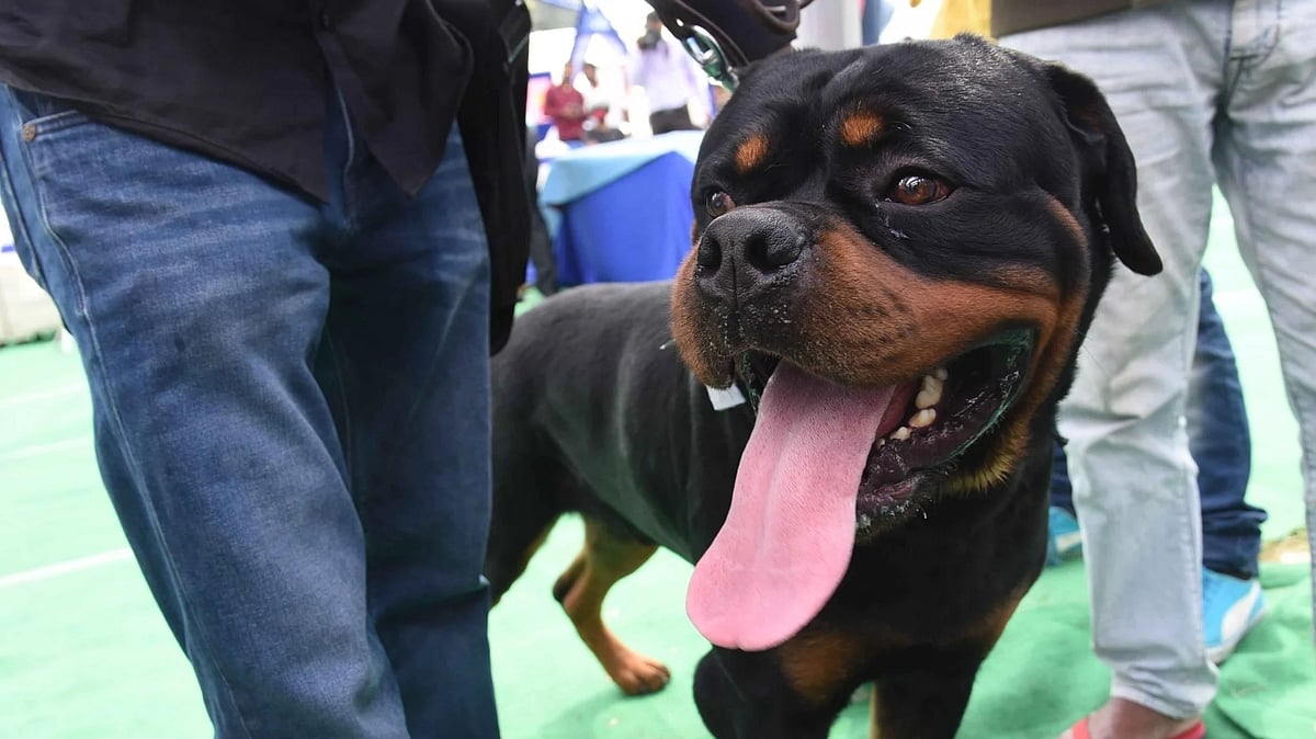 دہلی میں دلخراش واقعہ! گھر کے باہر کھیل رہے بچے پر ’پٹ بُل‘ کتے کا حملہ، مالک گرفتار