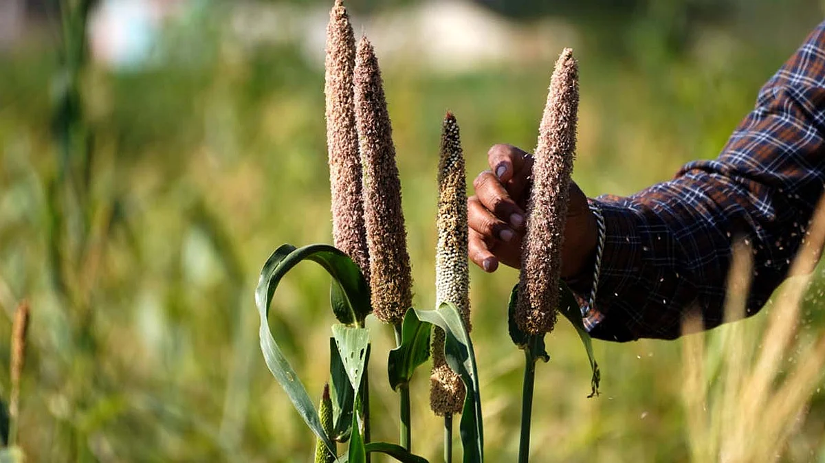 <div class="paragraphs"><p>Getty Images</p></div>