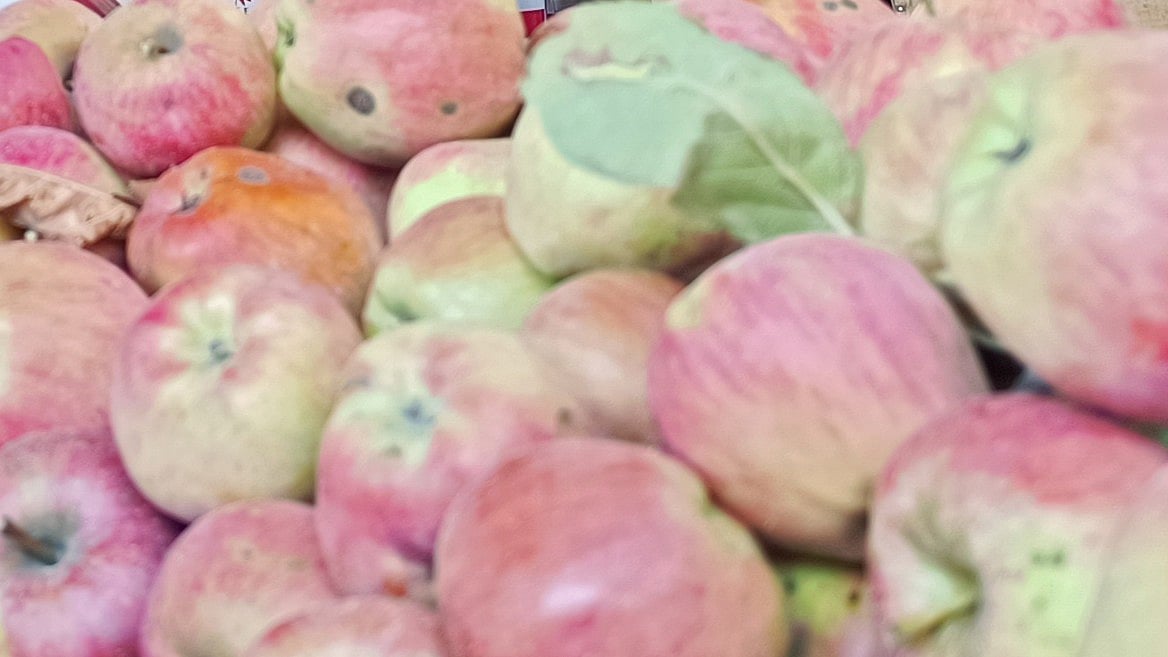 احمد الاحمد نے سڈنی میں ہوئے حملے میں دو گولیاں لگنے کے باوجود دہشت گرد کی رائفل چھین لی!