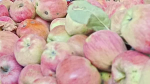 احمد الاحمد نے سڈنی میں ہوئے حملے میں دو گولیاں لگنے کے باوجود دہشت گرد کی رائفل چھین لی!