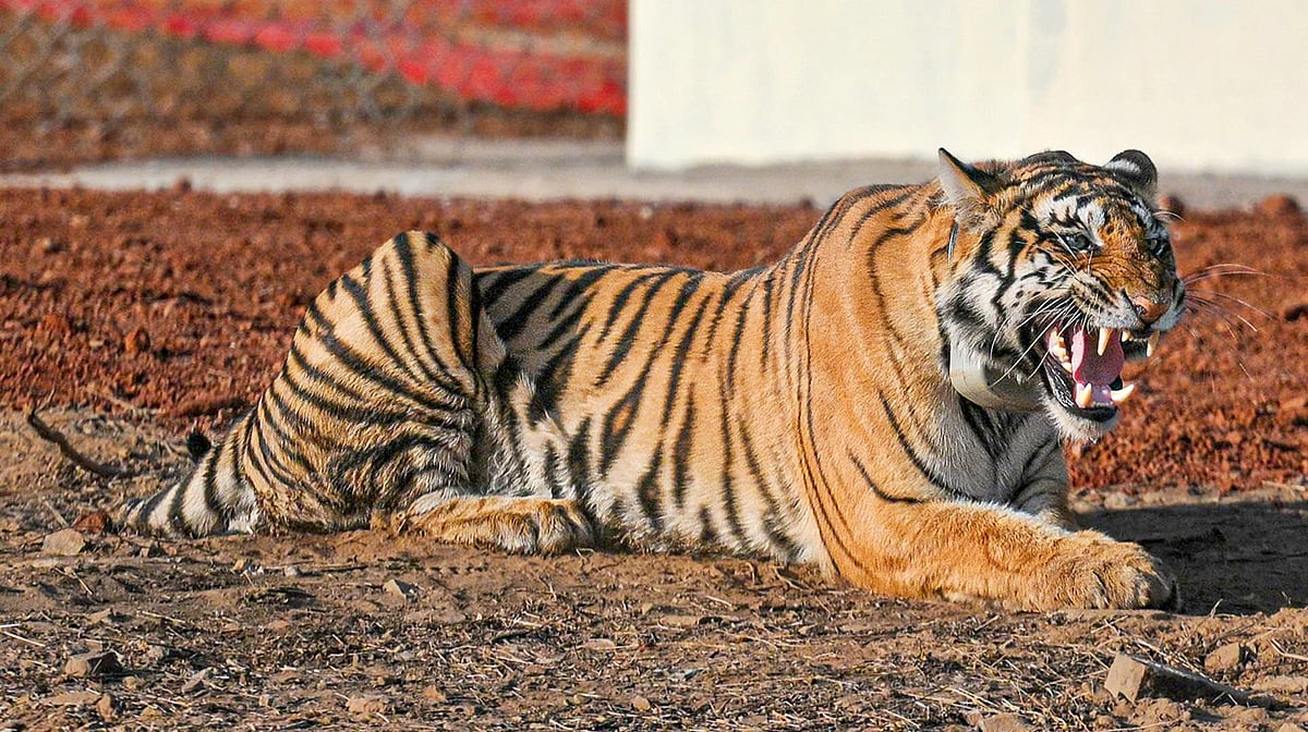 مدھیہ پردیش میں شیروں کی ہلاکتوں پر تشویش، سال بھر میں تعداد 54 تک جا پہنچی