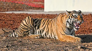 <div class="paragraphs"><p>مدھیہ پردیش کے مہادیو ٹائیگر ریزرو میں موجود شیر / فائل تصویر / آئی اے این ایس</p></div>