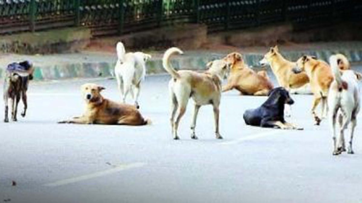 آوارہ کتوں کی گنتی سے متعلق خبر پر دہلی حکومت کا ردعمل، وزیر تعلیم کا حکم نامے سے انکار