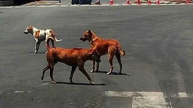 آوارہ کتے، فائل تصویر آئی اے این ایس