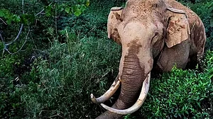 جھارکھنڈ میں جنگلی ہاتھی کی دہشت، ایک ہی خاندان کے 4 افراد سمیت 6 ہلاک