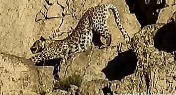 اترا کھنڈ کے پوڑی ضلع میں تیندوے کی دہشت، 30 اسکولوں کی چھٹیوں میں توسیع