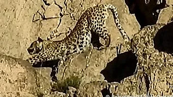 <div class="paragraphs"><p>تیندوے کی دہشت( فائل فوٹو)</p></div>