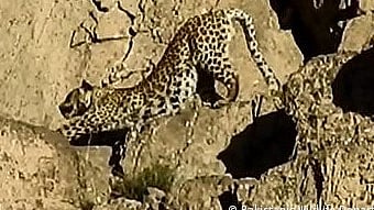 <div class="paragraphs"><p>تیندوے کی دہشت( فائل فوٹو)</p></div>