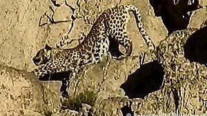 اترا کھنڈ کے پوڑی ضلع میں تیندوے کی دہشت، 30 اسکولوں کی چھٹیوں میں توسیع