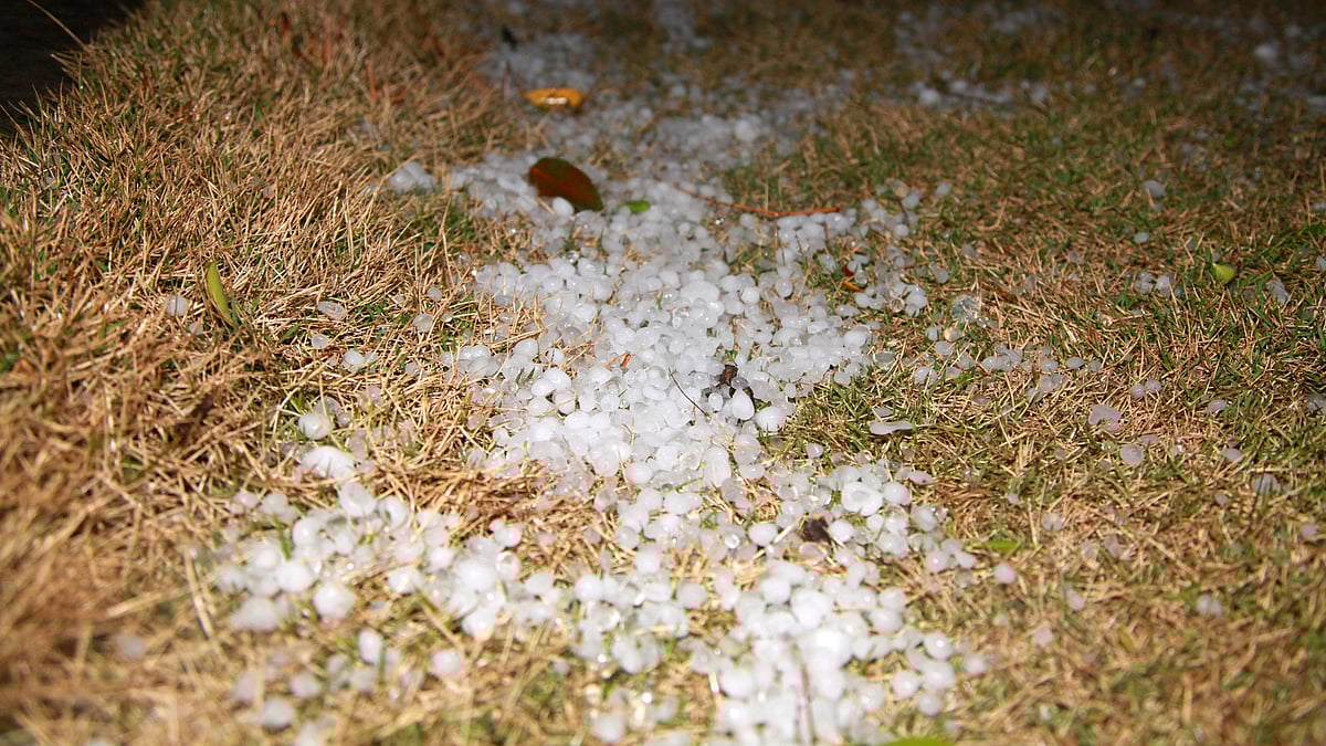 ژالہ باری، علامتی تصویر آئی اے این ایس