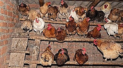 تلنگانہ: چکن کی قیمتیں سونا چاندی کی طرح میں تیزی سے اوپر جا رہی ہیں